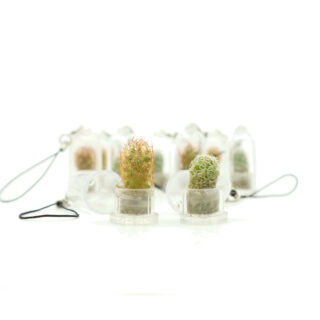 Mini Kaktus Anhänger Kleinigkeiten